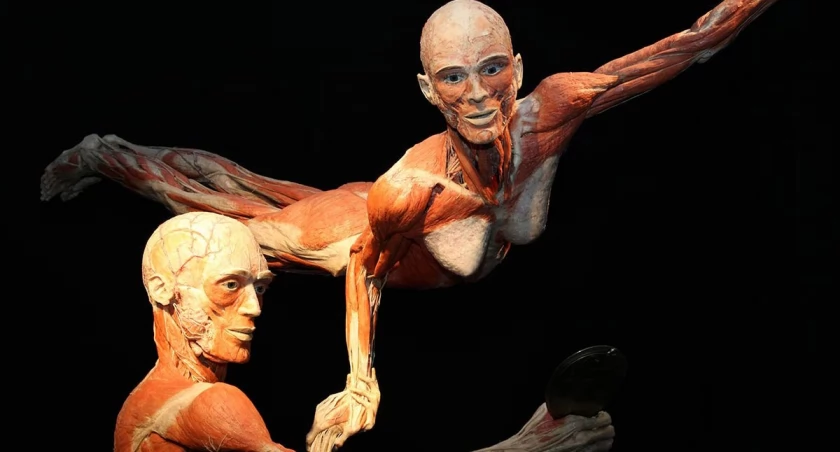 BODY WORLDS we Wrocławiu – fascynująca wystawa o życiu i zdrowiu. Tylko do 11.08!