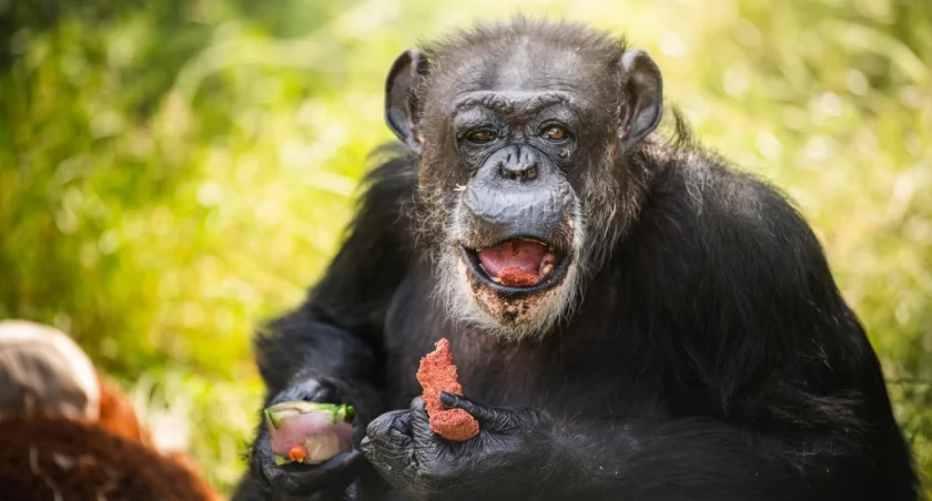 Kto w zoo jest najstarszy? Kasia jest w wieku prezydenta. Rekordzistki pamiętają lata 60.