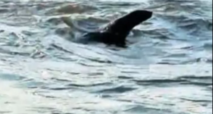 To nie potwór z Loch Ness, w Odrze pływa prawdziwa foka. Zobacz film