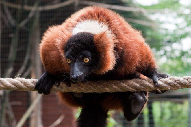 Nowość w zoo: Czerwona Wyspa
