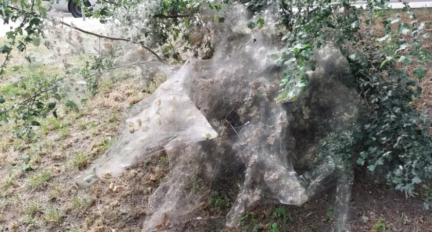 Krzew jak z horroru. Ludzie zatrzymują się i robią zdjęcia
