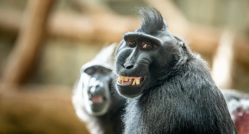Odkręcają świetlówki i żądają kiwi. Małpy we wrocławskim zoo każdego dnia zaskakują opiekunów