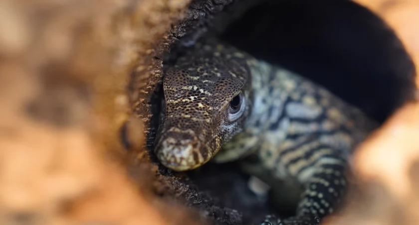 W zoo przyszła na świat największa jaszczurka, jaką kiedykolwiek widziano. Nie ma taty!