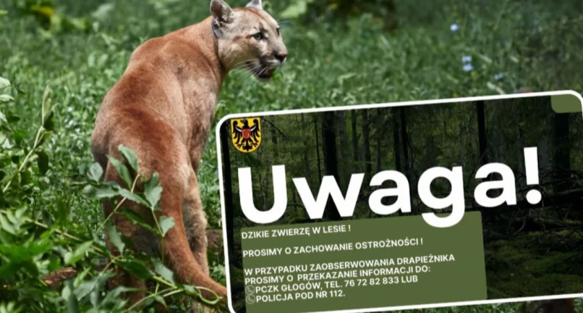Alarm na Dolnym Śląsku. W lesie grasuje puma?