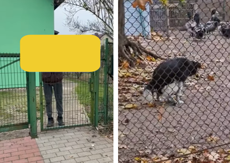Skowyt psa było słychać na całej ulicy. 