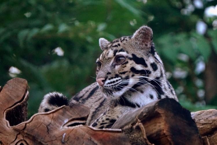Bilety do wrocławskiego zoo będą droższe. Powód? Wzrost wydatków spółki