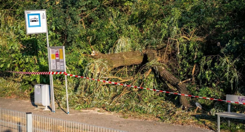 Drzewo runęło na trakcję tramwajową. Utrudnienia do późnego wieczora