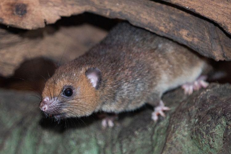 Nowi mieszkańcy wrocławskiego zoo. To małe słodziaki z Madagaskaru [ZDJĘCIA]