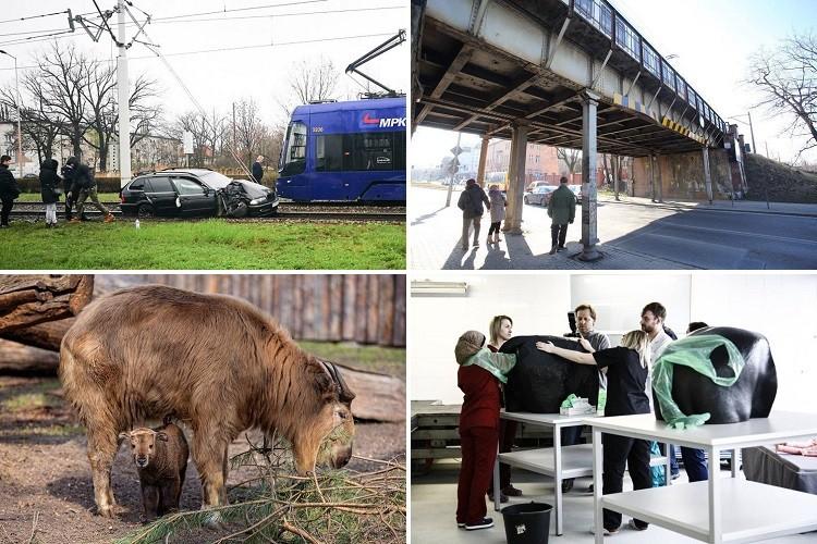 Umowa na tramwaj na Popowice i zwierzęce porody [PODSUMOWANIE DNIA]
