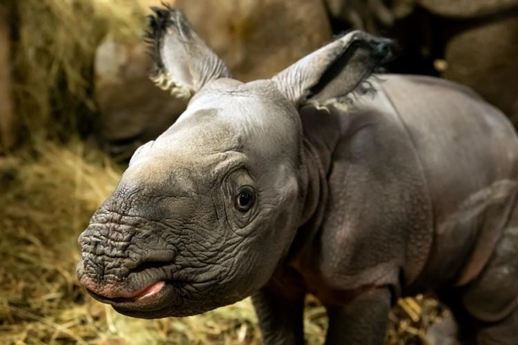 Sensacja w zoo! Pierwsze we Wrocławiu narodziny nosorożca indyjskiego [ZDJĘCIA]
