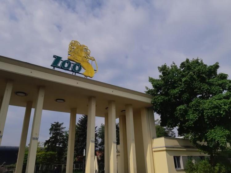 Boom na wrocławskie zoo. Frekwencja wzrosła kilkukrotnie!