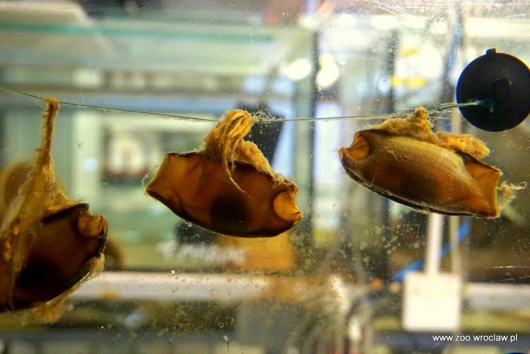 Światowy Dzień Oceanów we wrocławskim zoo. Rekiny arabskie złożyły jaja [ZDJĘCIA]