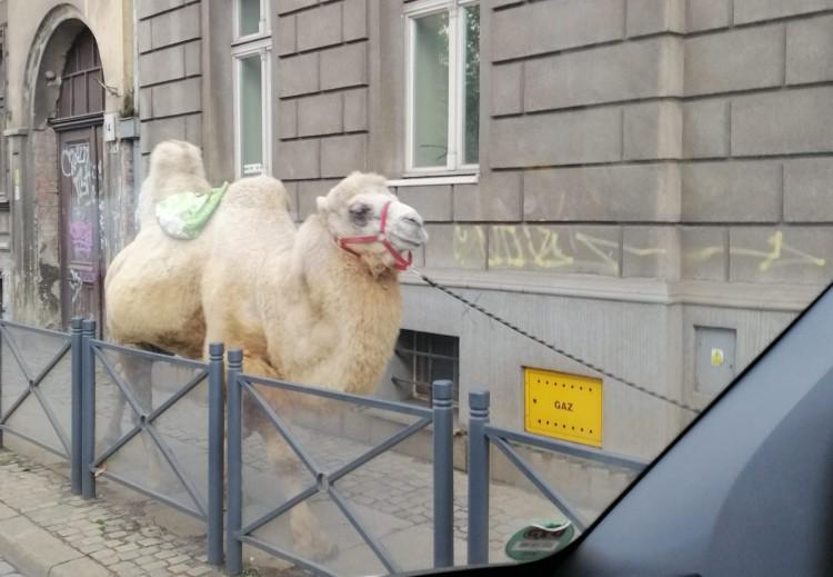 Szok w centrum Wrocławia! Po ulicach chodził... wielbłąd!