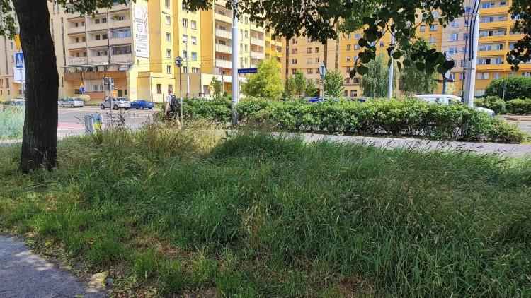 Wrocław zarósł. Zza tych chaszczy nic nie widać! Skoście je, bo dojdzie do nieszczęścia!