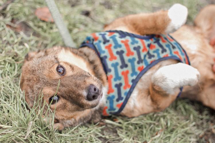 Wrocław: Psy do adopcji. Wolontariusze uratowali je na Ukrainie [ZDJĘCIA]