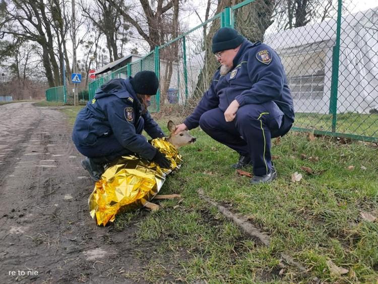 Wrocław: Strażnicy miejscy uratowali potrąconą przez samochód sarnę