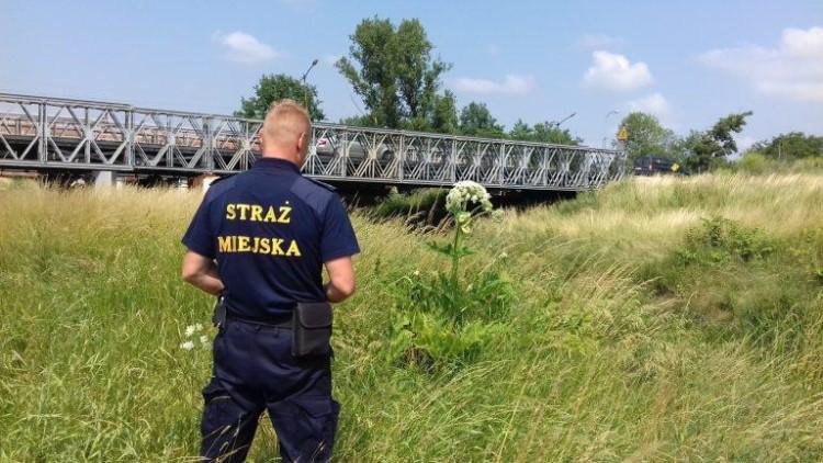 Uwaga na barszcz Sosnowskiego! Może porządnie poparzyć