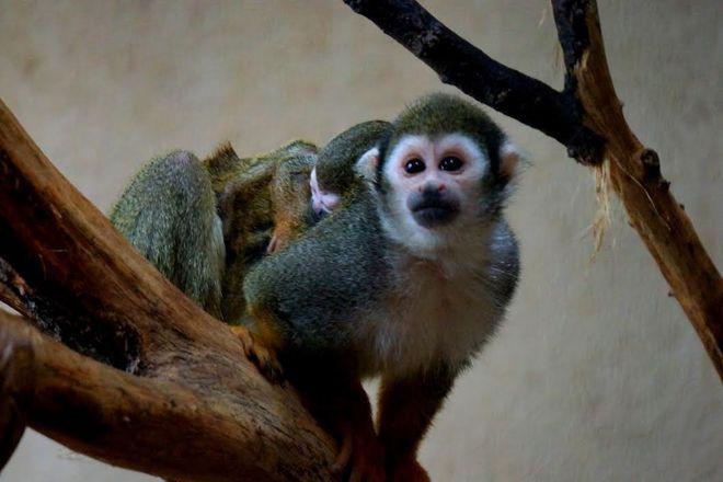 Sajmiri z wrocławskiego ZOO mają potomka. Zobacz uroczego malucha [ZDJĘCIA]