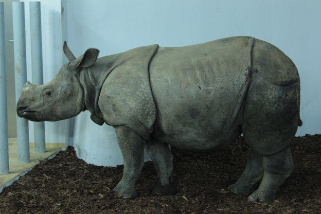 Francuski chłopiec przyjechał do Wrocławia - ZOO ma nowe zwierzę