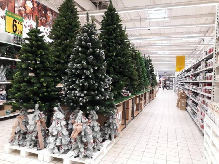 We Wrocławiu kupisz już choinkę bożonarodzeniową [ZDJĘCIA]