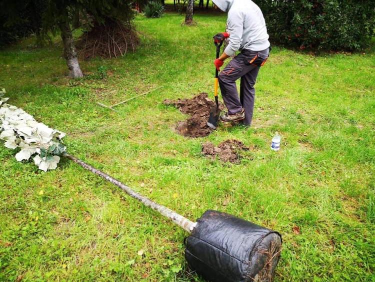 Wielkie sadzenie. 3,5 mln zł na nowe drzewa i krzewy we Wrocławiu [LOKALIZACJE]