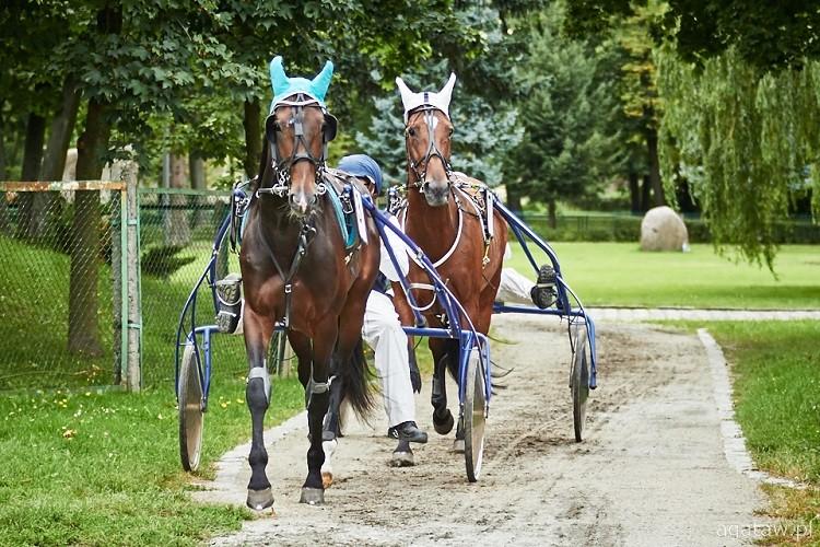 Kłusaki francuskie ostatni raz na Partynicach w tym sezonie