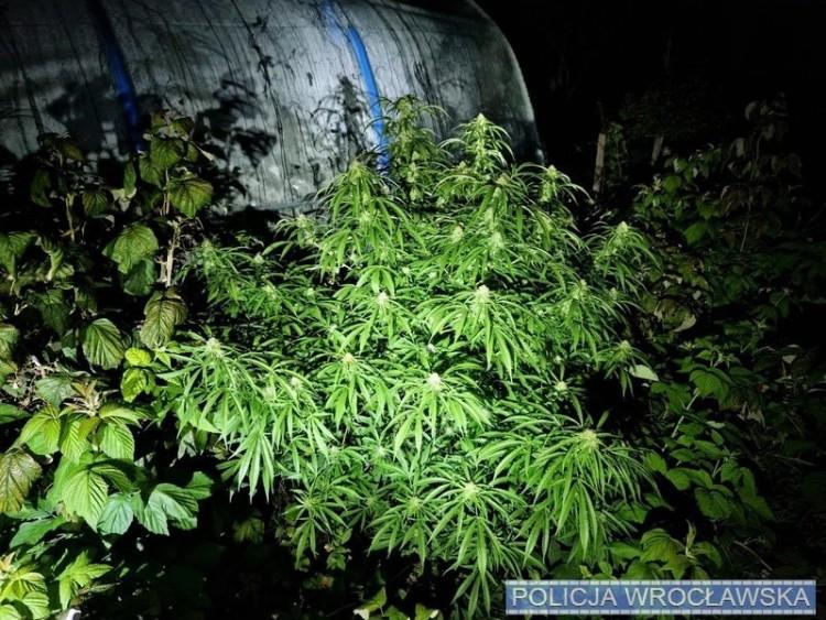 Wrocław: Ogrodowa plantacja marihuany. Hodowca zatrzymany na ul. Wyszyńskiego
