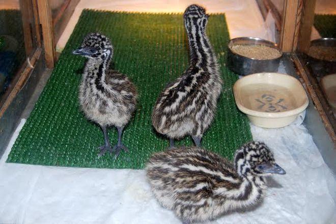 We wrocławskim ZOO na świat przyszły 3 emu. Maluchy musiały najpierw... wyschnąć