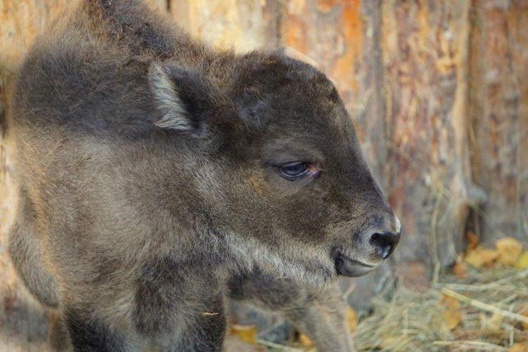 We wrocławskim zoo urodziła się Portmonetka [ZDJĘCIA]