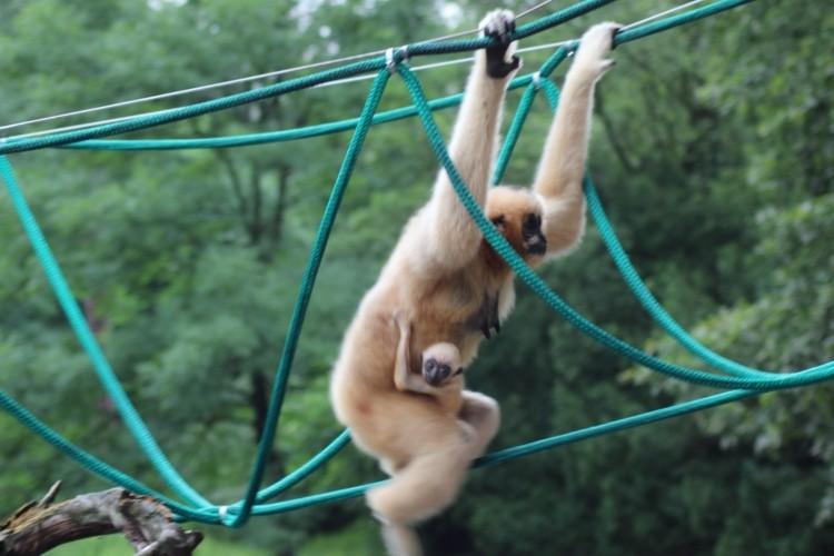 Nowy gibonek w zoo. Przedstawiciel zagrożonego gatunku przyszedł na świat we Wrocławiu [ZDJĘCIA]
