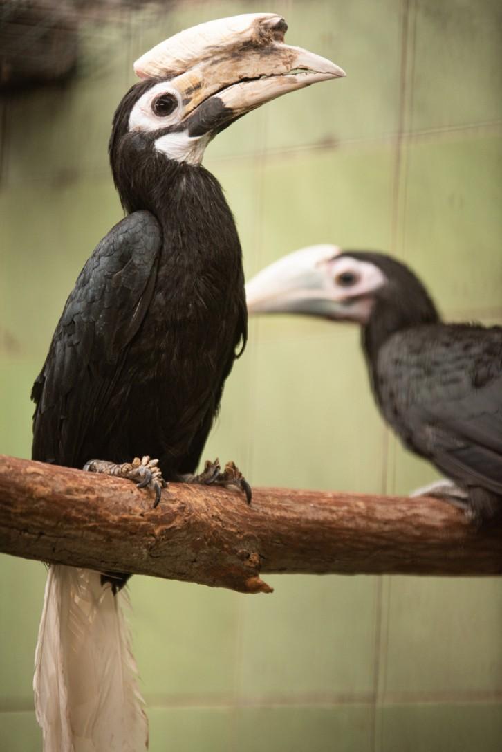 Sukces wrocławskiego zoo. Znów wykluły się pisklęta dzioborożca palawańskiego [ZDJĘCIA]