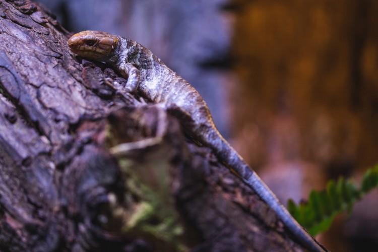We wrocławskim ZOO urodziła się jaszczurka. To jeden z najrzadszych gatunków