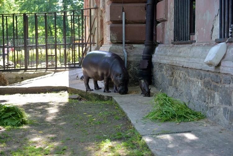 Nie żyje mały hipopotam z wrocławskiego zoo