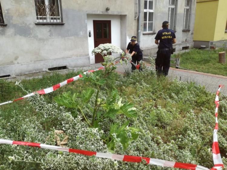 Barszcz Sosnowskiego we Wrocławiu. Kilka przypadków w ciągu tygodnia