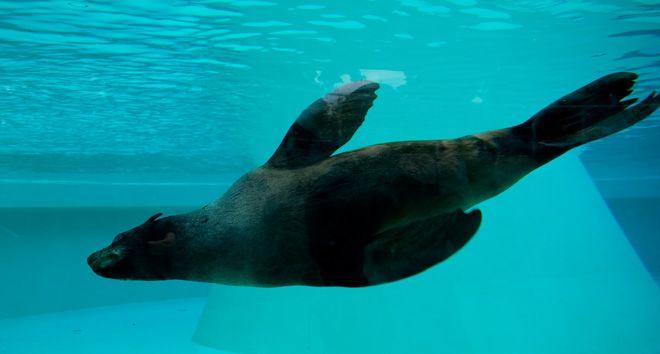 ZOO: rozbudowa Dziecińca Zwierzęcego