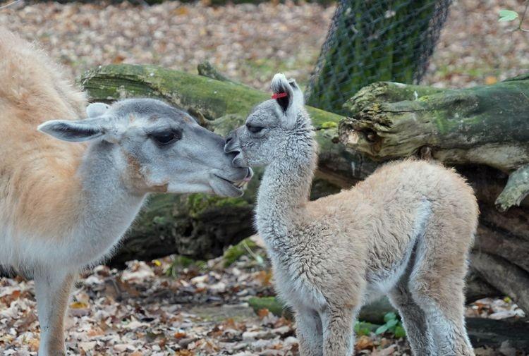 Nowa mieszkanka zoo. Jest bardzo wytrzymała i pluje... jedzeniem [ZDJĘCIA]