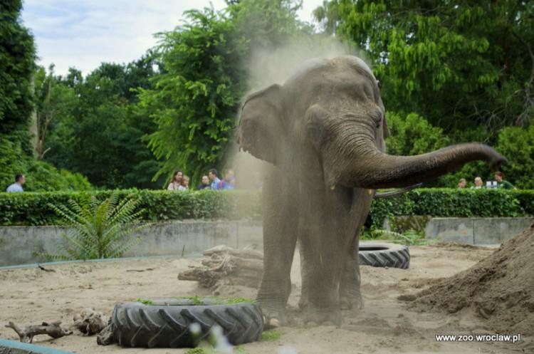 Lody i zimne kąpiele. Zobacz, jak zwierzaki z wrocławskiego zoo spędzają lato [ZDJĘCIA]