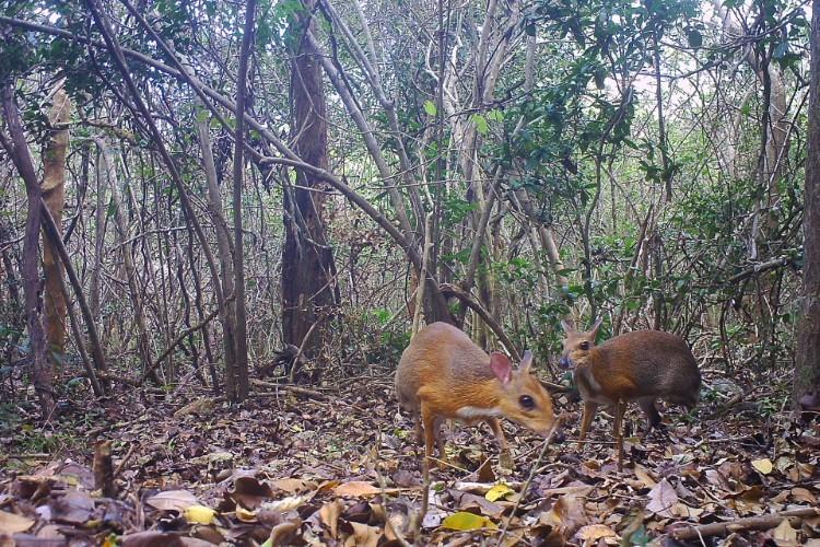 Wymarły gatunek odnaleziony po 30 latach. Projekt wspierało wrocławskie zoo