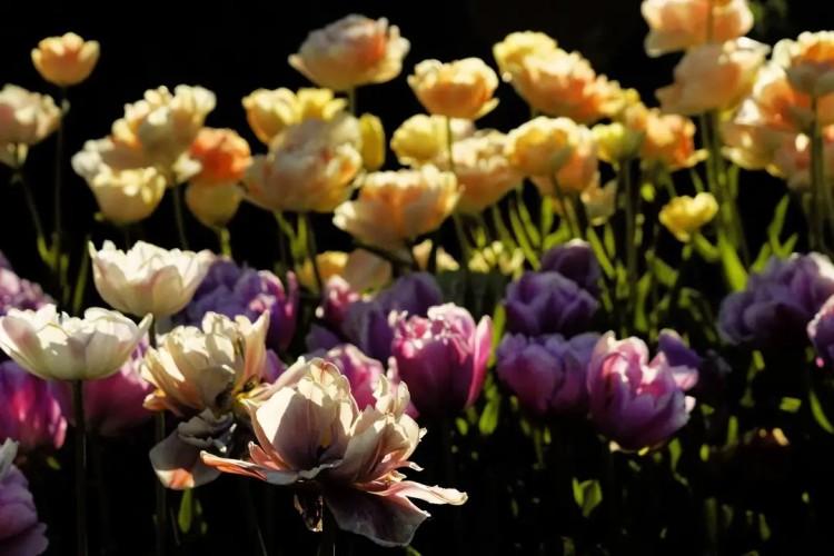 Wrocław: Kolorowe tulipany i kiermasz w Ogrodzie Botanicznym