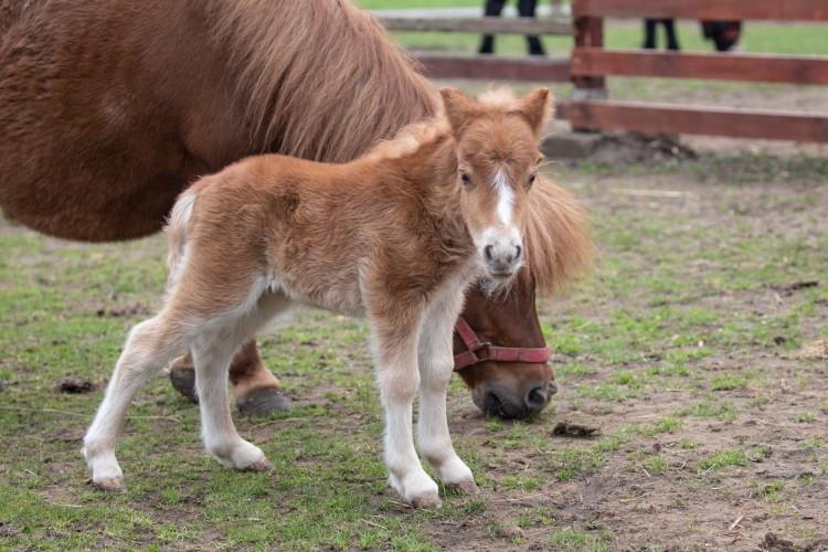 ZOO za darmo godzinę drogi od Wrocławia!