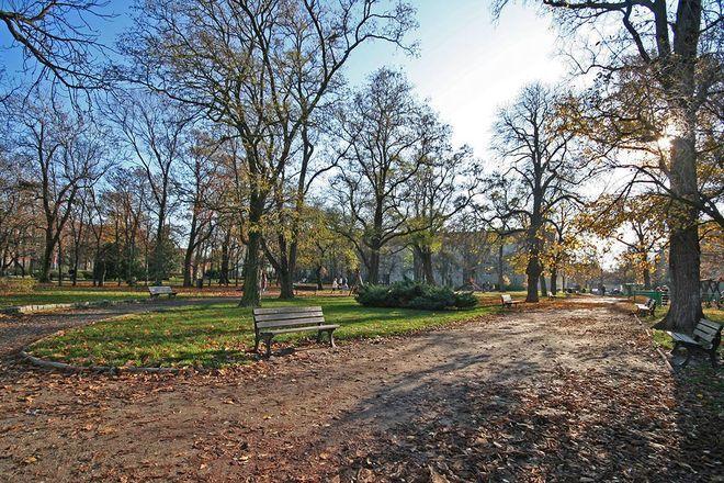 Urzędnicy obiecują: posadzimy we Wrocławiu 30 tysięcy drzew i 40 hektarów lasów. A co z wycinką?