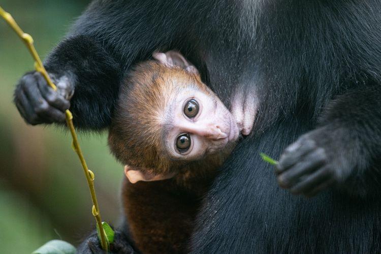 Nowy maluch we wrocławskim zoo. Zima mu niestraszna [ZDJĘCIA]