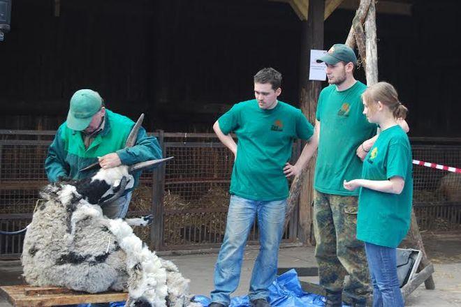 Przyjdź na wiosenne strzyża owiec we wrocławskim ogrodzie zoologicznym