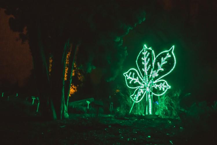 Światłogród. Ogród Botaniczny we Wrocławiu rozbłysnął na kolorowo [ZDJĘCIA]