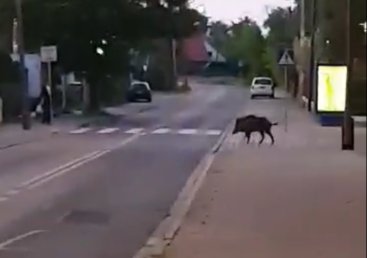Po ulicach miasta spacerował dzik [ZDJĘCIA]