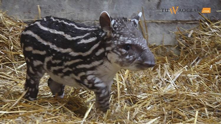 We wrocławskim zoo na świat przyszła mała, słodka „świnka”, która jest krewnym nosorożca [WIDEO]