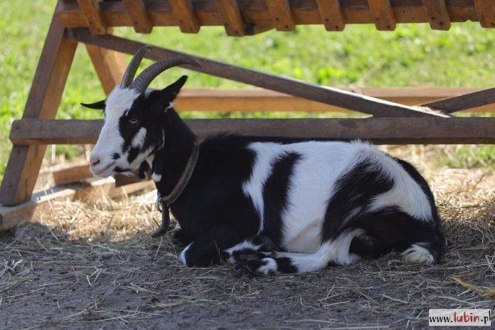 Goście zoo poczęstowali kozę przekąskami. Nie przeżyła