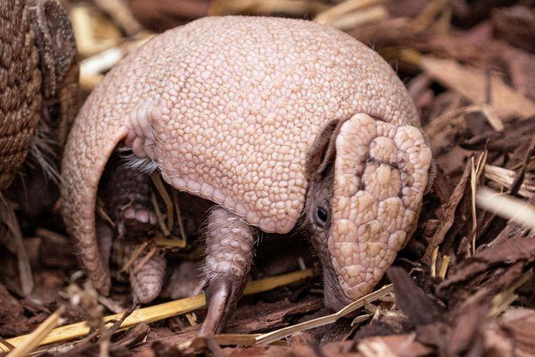 Poszukiwane imię dla małego pancernika południowego. Zoo prosi o pomoc