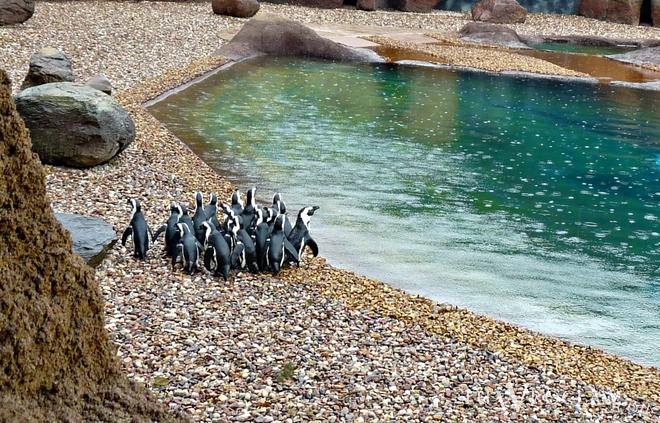 Płacisz podatki we Wrocławiu? Od 1 lipca taniej kupisz bilet do naszego zoo z Afrykarium