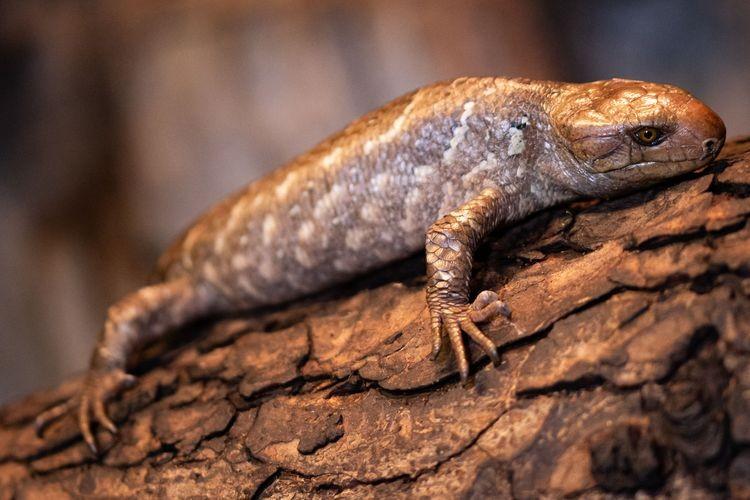 Pierwsze takie narodziny we wrocławskim zoo od 10 lat [ZDJĘCIA]